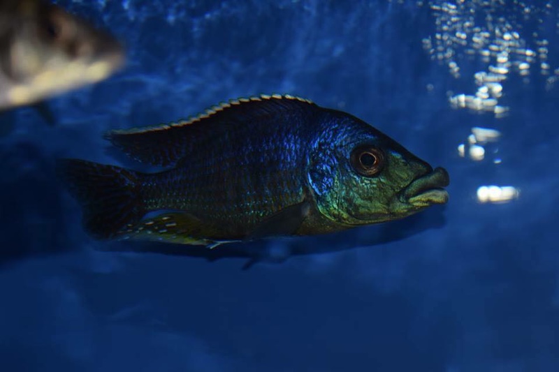 Protomelas ornatus 'Gome'